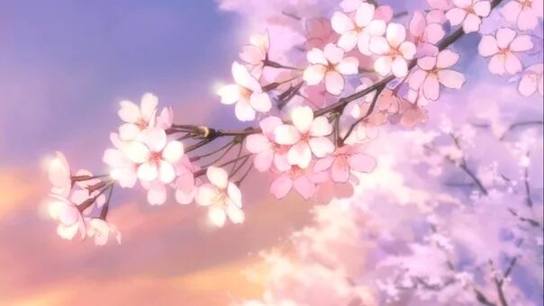 Аниме цветы Сакуры 1